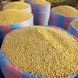 Soya Beans