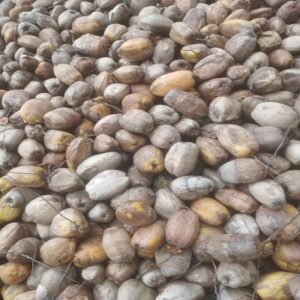 Whole A Grade Raw Coconut