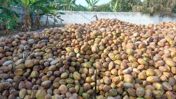 Whole A Grade Raw Coconut - Image 2