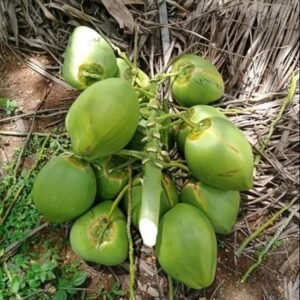 Semi Husked A Grade Fresh Raw Coconut