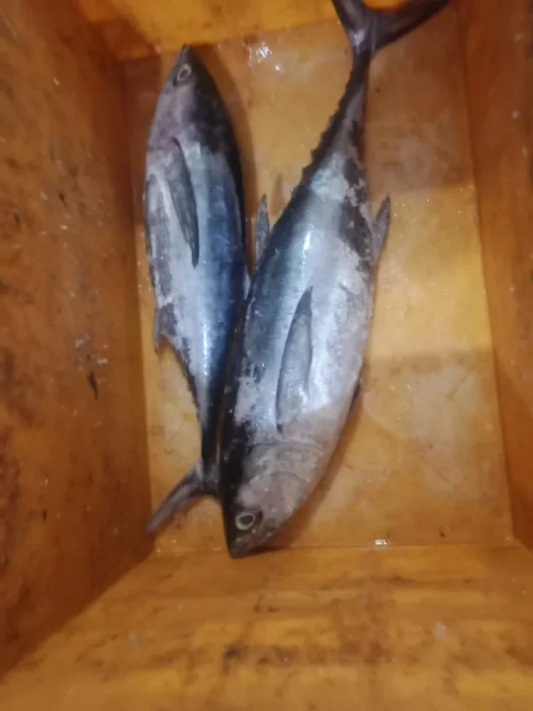 Frozen Tuna Fish - Image 3