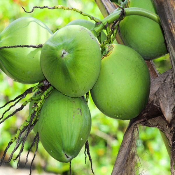 Semi Husked A Grade Fresh Raw Coconut - Image 2