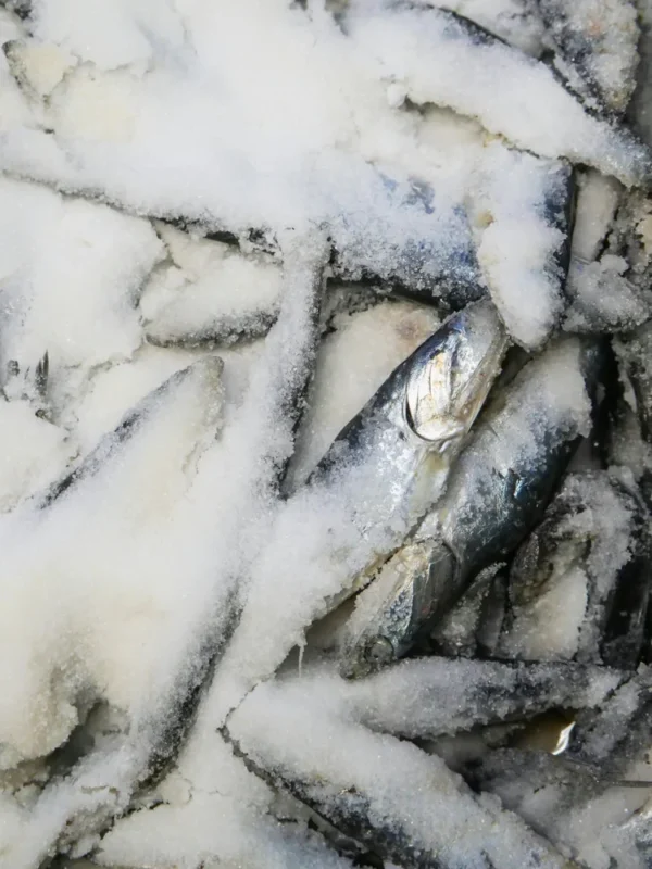 Frozen Tuna Fish - Image 2